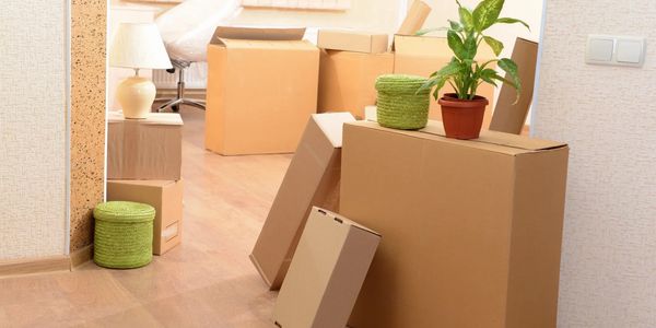 Packed cardboard boxes with plants and home items in a bright room.