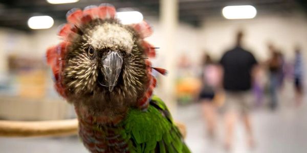 Hawk head parrot