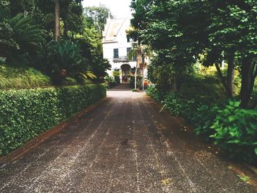 Driveway lined by trees and hedges