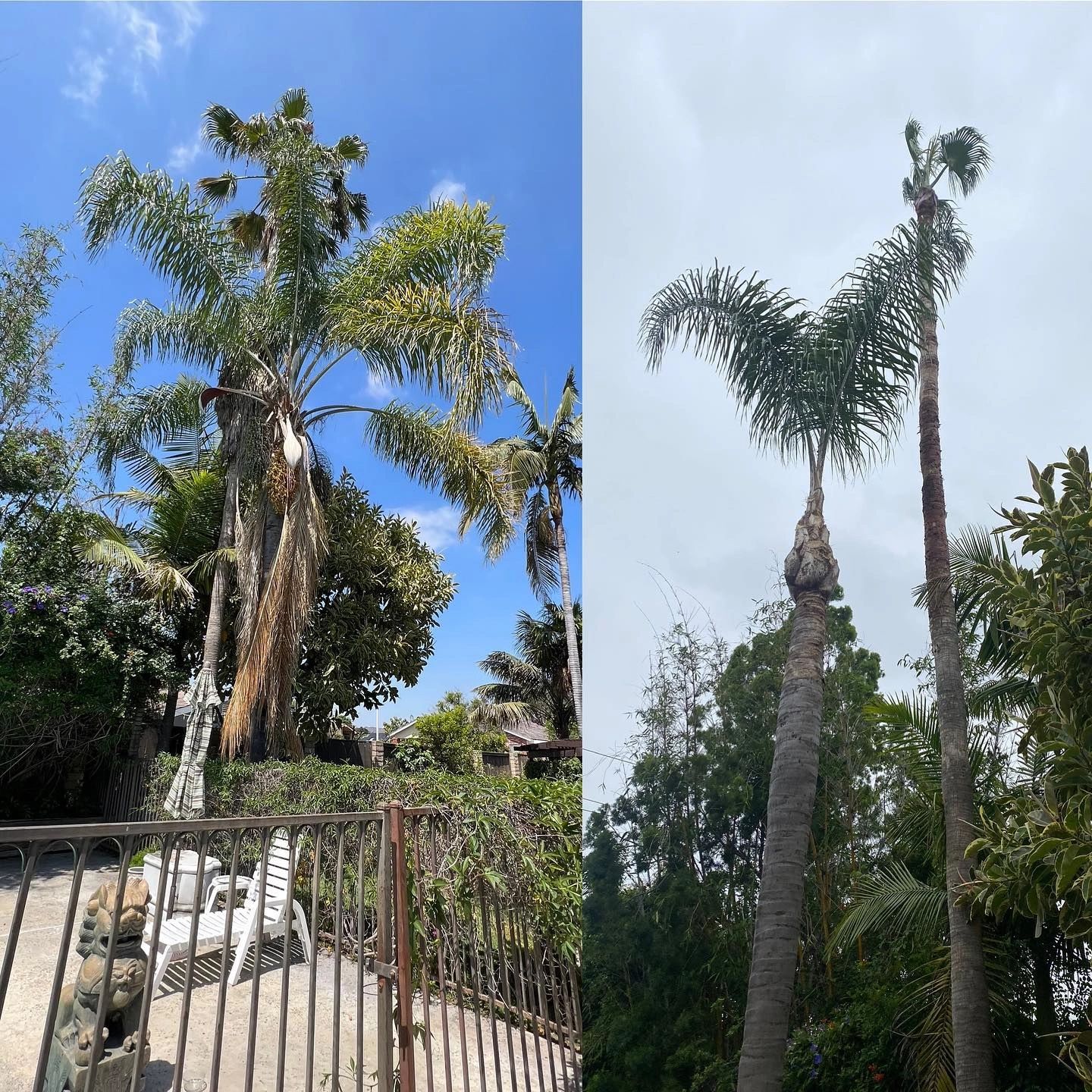 Tree trimming palms