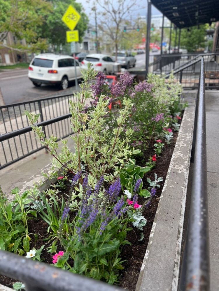 A vibrant flower bed with various plants along a city sidewalk.