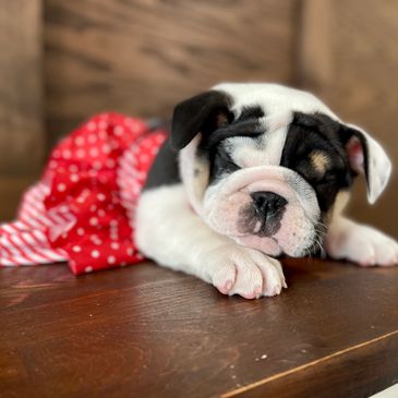 burleybullz king nemesis daughter, english bulldog europe, canada, mexico, mexico city