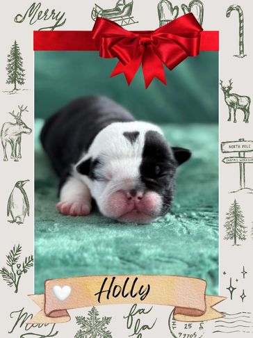 health tested english bulldogs, health guarantee bulldog puppies near me, reponsible bulldog breeder