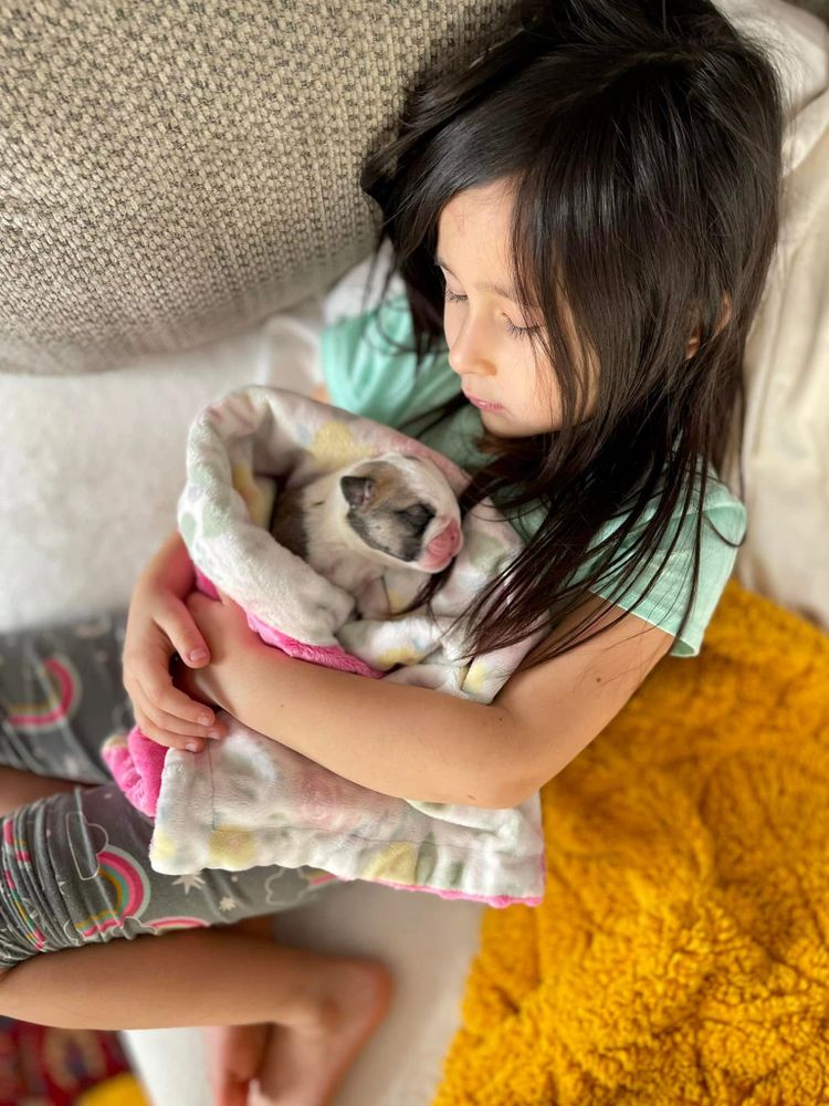 Hand raised puppies, exposed to children. Hobby breeder near chicago, IL
