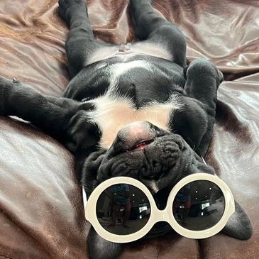 florida english bulldogs breeder, florida french bulldog breeder