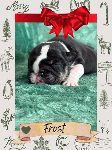 Top bulldog breeder on google, quality bulldog puppies, raised in home, small breeder, health tested