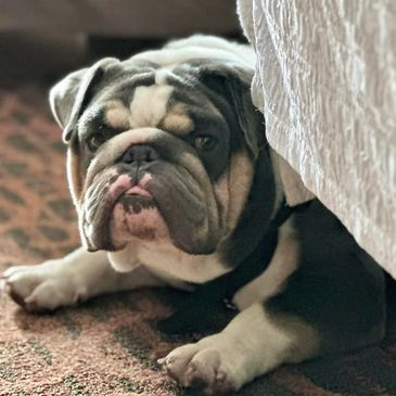 english bulldog puppies with health guarantee near me