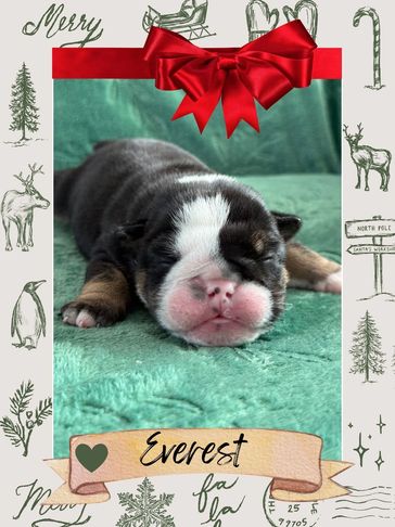 male english bulldog, genetic tested bulldog puppies, responsibly breed bulldog puppies near me