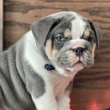 burlleybullz king nemesis son, wonderboy grandson blue tri english bulldog, show dog,