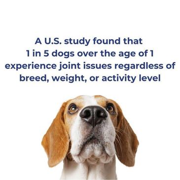 1 in 5 dogs over the age of 1 experiences joint issue regardless of the breed, weight, or activity