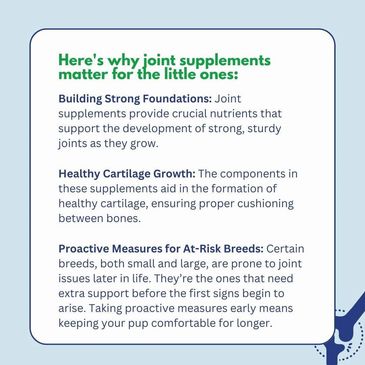 supplementing puppies at a young age to build a strong foundation for their bones