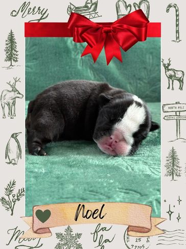 quality breed bulldog puppies, clean healthy lines, responsible small bulldog breeder near me