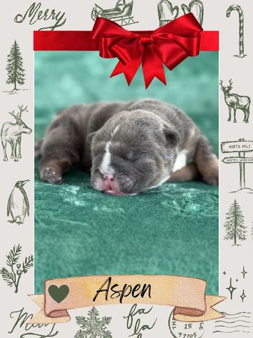 top bulldog breeder near me, health tested bulldogs, good, reliable, knowledgeable breeder