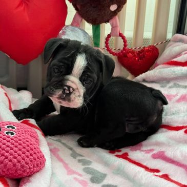 English bulldog puppy black and white near me ready now, cheap bulldogs near me. akc registered