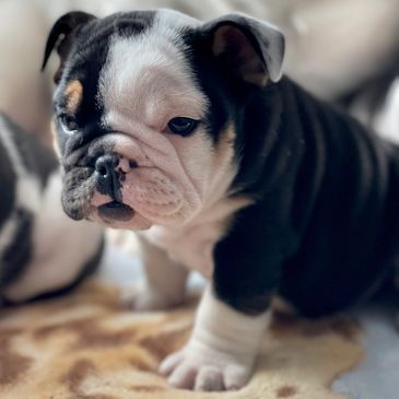 Flight nanny, puppy nanny, puppy delivery to nearest airport near me