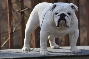 platinum english bulldog, all white english bulldog puppies