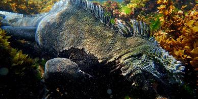 Marine Iguana grazing under water.