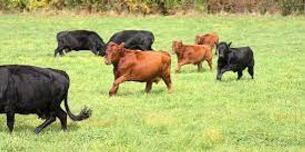 Registered Irish Dexter cattle are smaller framed cows at around 45 inches at the shoulder.