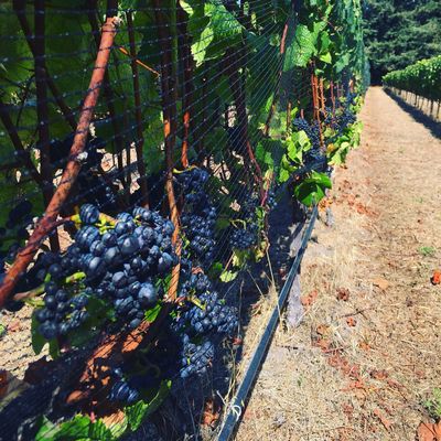 This vineyard never had 100% of its fruit made to a single bottle, until now!.