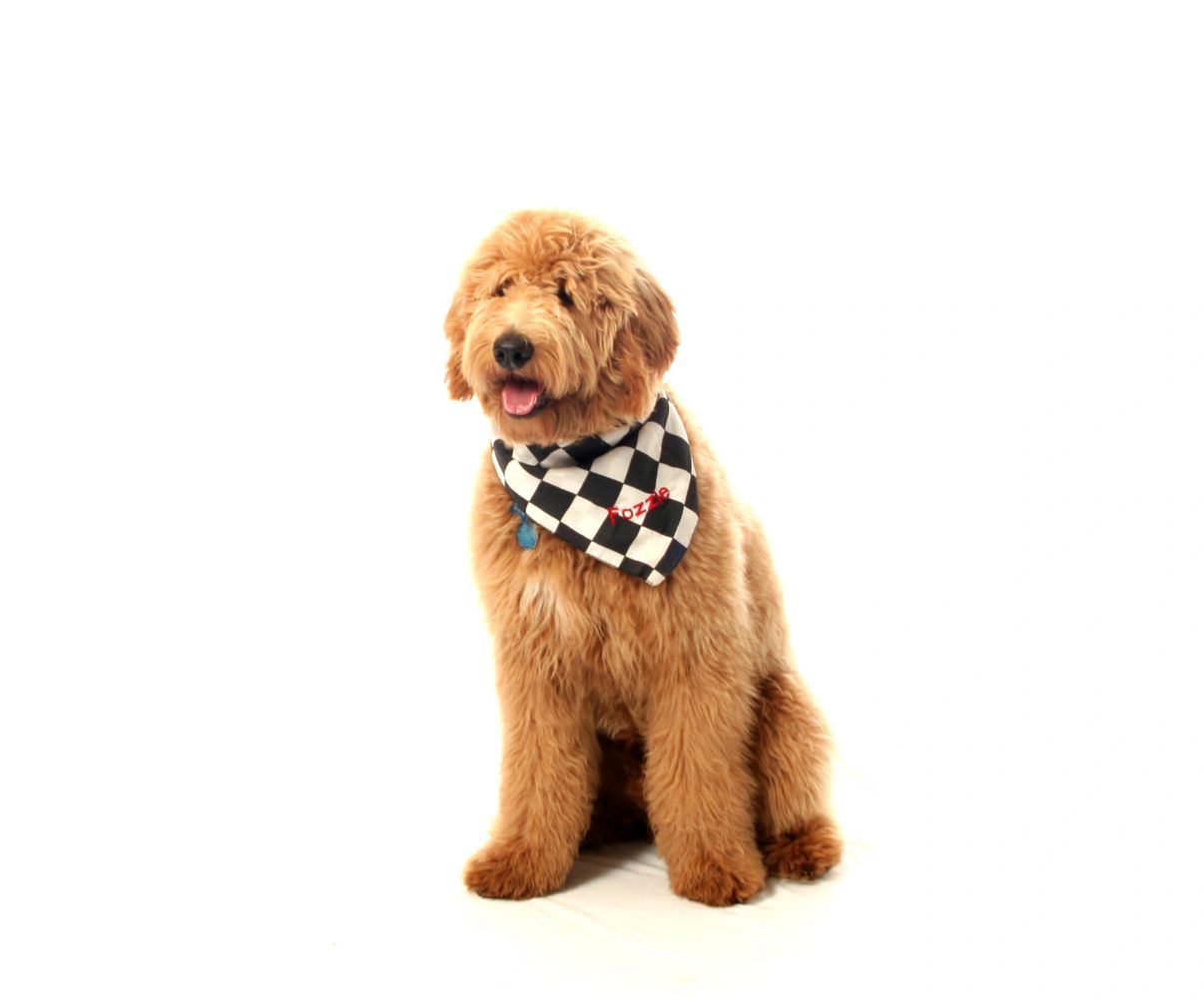 goldendoodle