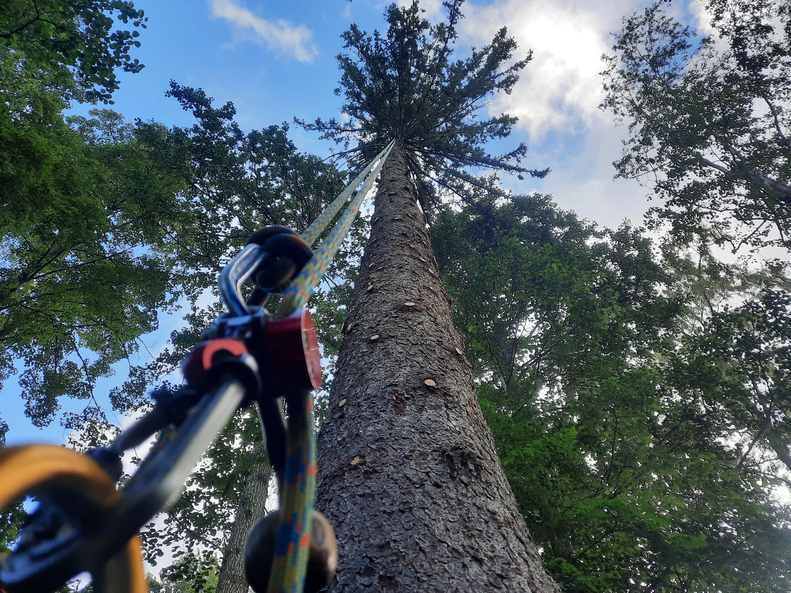Image: Arborist's view up a tree stem into the canopy in Nesodden, Akershus, Viken county, Norway.