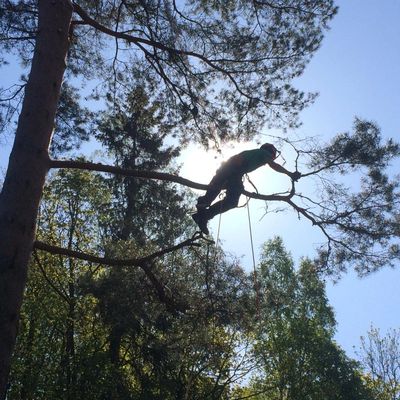 An arborist is climbing a pine tree to prune some branches in Jeløya, Moss, Viken in Østfold County.