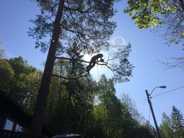 En profesjonell arborist grener forsiktig fra en furu i Vestby kommune