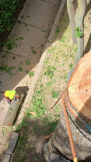 An arborist, high on a tree stem looks down to his co-worker untying a piece of wood