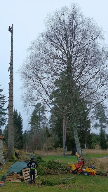An arborist stands high on a tree stem after cutting off all of the branches and top.