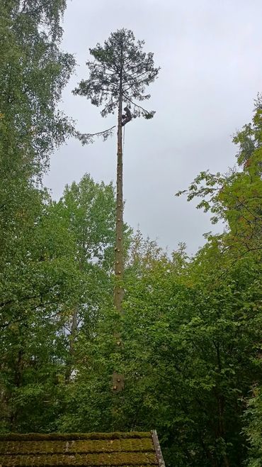 Arborist with chainsaw removing branches from a spruce tree