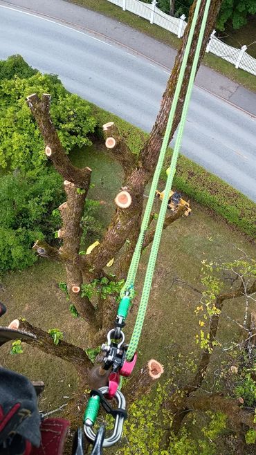 Arborist looking down at climbing rope with lockjack friction decide and the tree below him