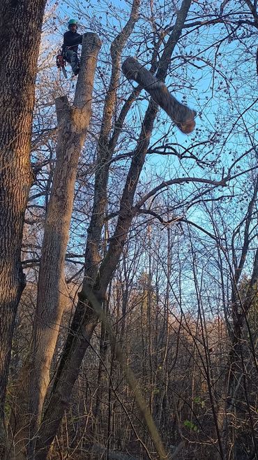 An arborist throws a big log from high on a tree stem.