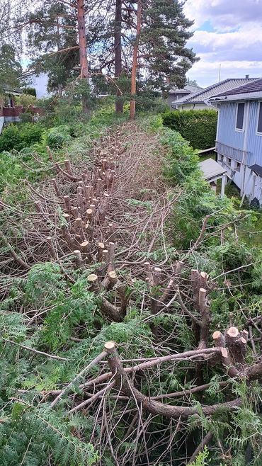 Thuja hedge has been topped