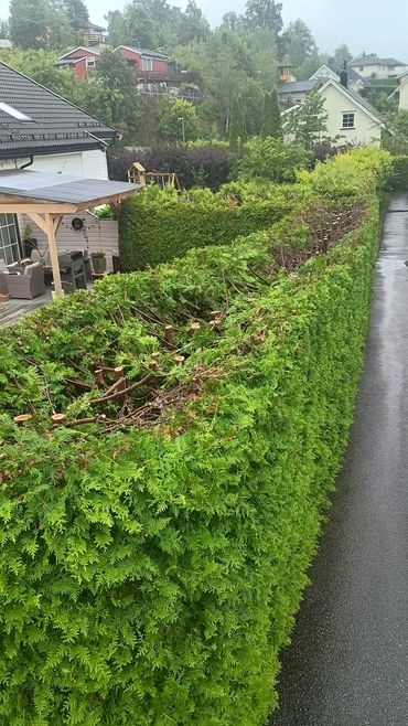 Athuja hedge has recently had the height cut down