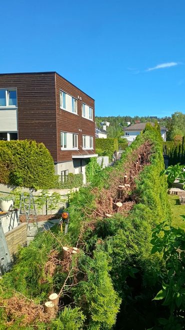 A hedge has had the height reduced