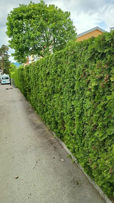 A well trimmed thuja hedge beside a driveway