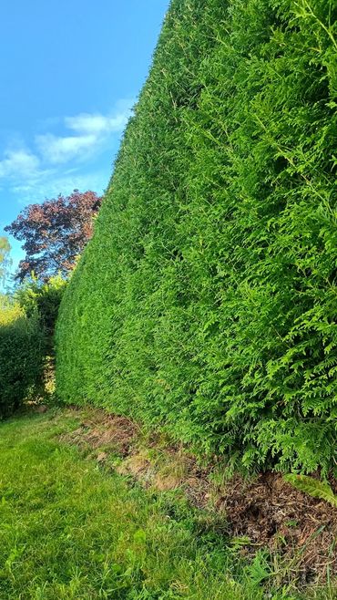A thuja hedge has been pruned well.