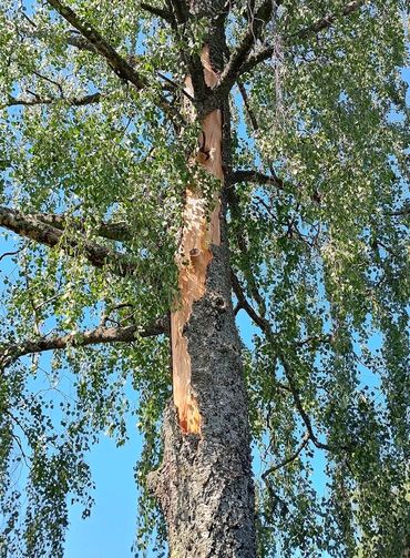 A tree has been struck by lightning, revealing the fresh wood below the bark.
