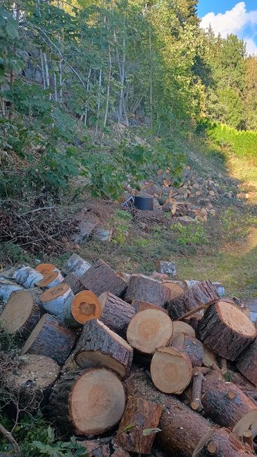 A pile of logs from some recent tree felling