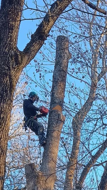 Arborist with chainsaw and safety equipment felling a tree stem