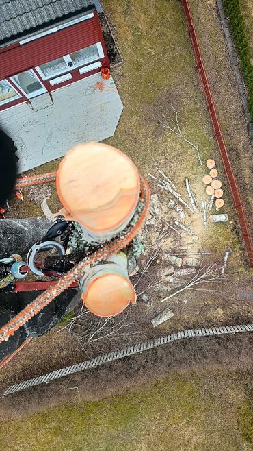 An arborist view at branches below from a tree being felled