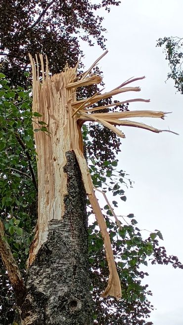 A birch tree stem has snapped