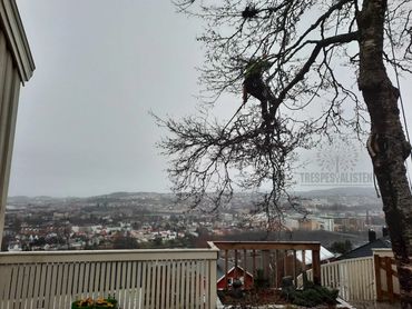 En arborist klipper små grener for utsikt over Trondheim