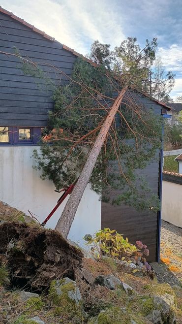 A pine tree has fallen against a house