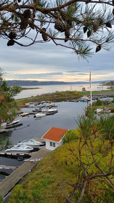 View out down the Oslo fjord from a pine tree