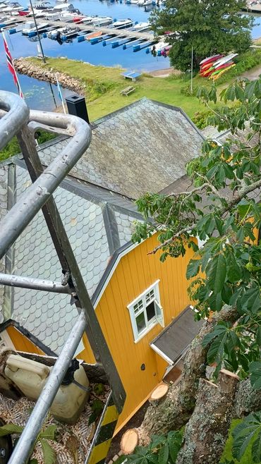A tree is pruned by an arborist close to a yellow house below