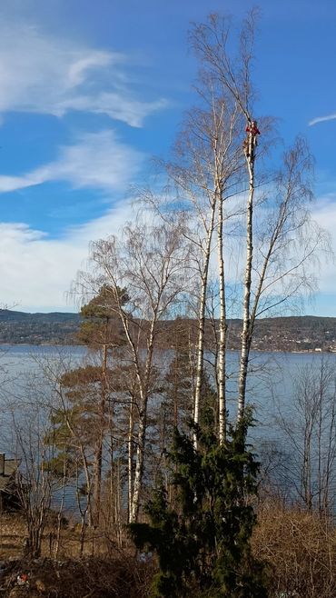 An arborist high in the birch tree is cutting the tree top
