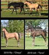 2019 foals for sale - filly - buckskin and colt - brown