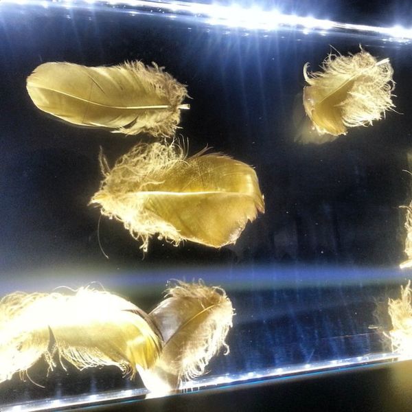 24 carat gold plated goose feathers