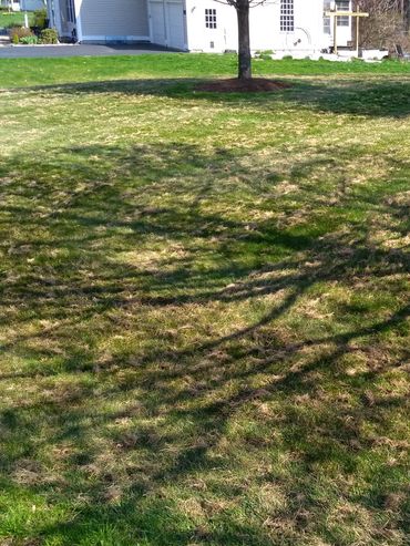 Bedford NH lawn dethatching services